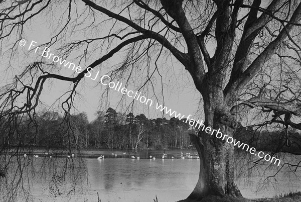 LAKE IN WINTER